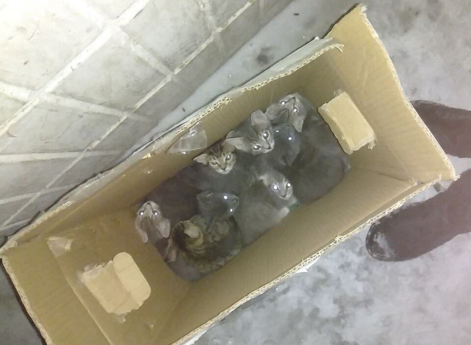     В Томске неизвестные выбросили котят на мороз. Фото: Telegram-канал "Регион-70"