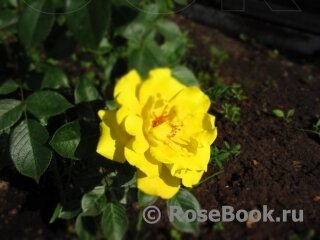 ч/г роза Желтый остров, фото из свободного доступа.