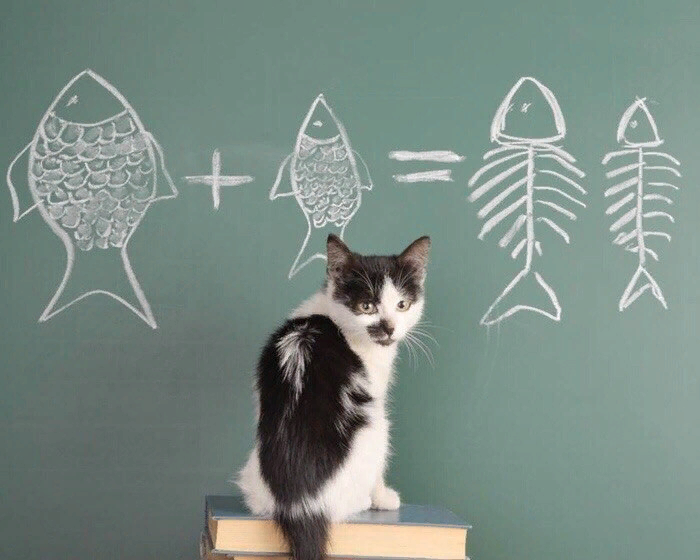 Интеллект кошки. Интеллект кошки. Интеллект кошки. Интеллект кошки и человека. Интеллект кошки.