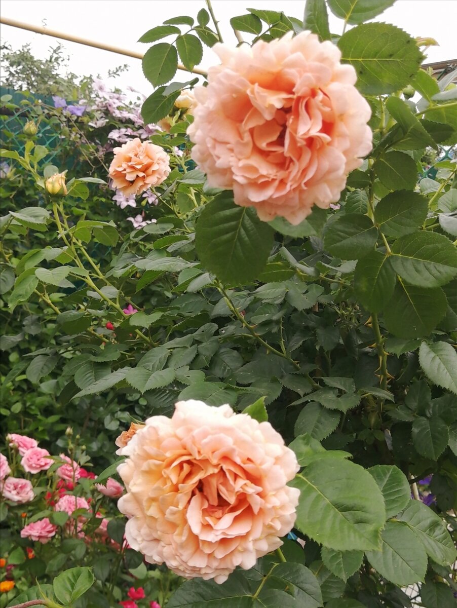 Роза Polka. Фото автора. 