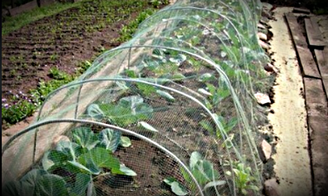 Из открытых источников: https://ok.ru/ogorodidac/topic/155004629251525