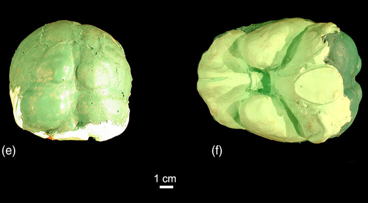   Emiliano Bruner et al. / American Journal of Biological Anthropology, 2023