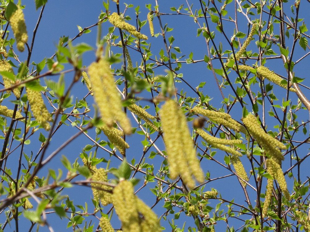 Цветёт орешник. 