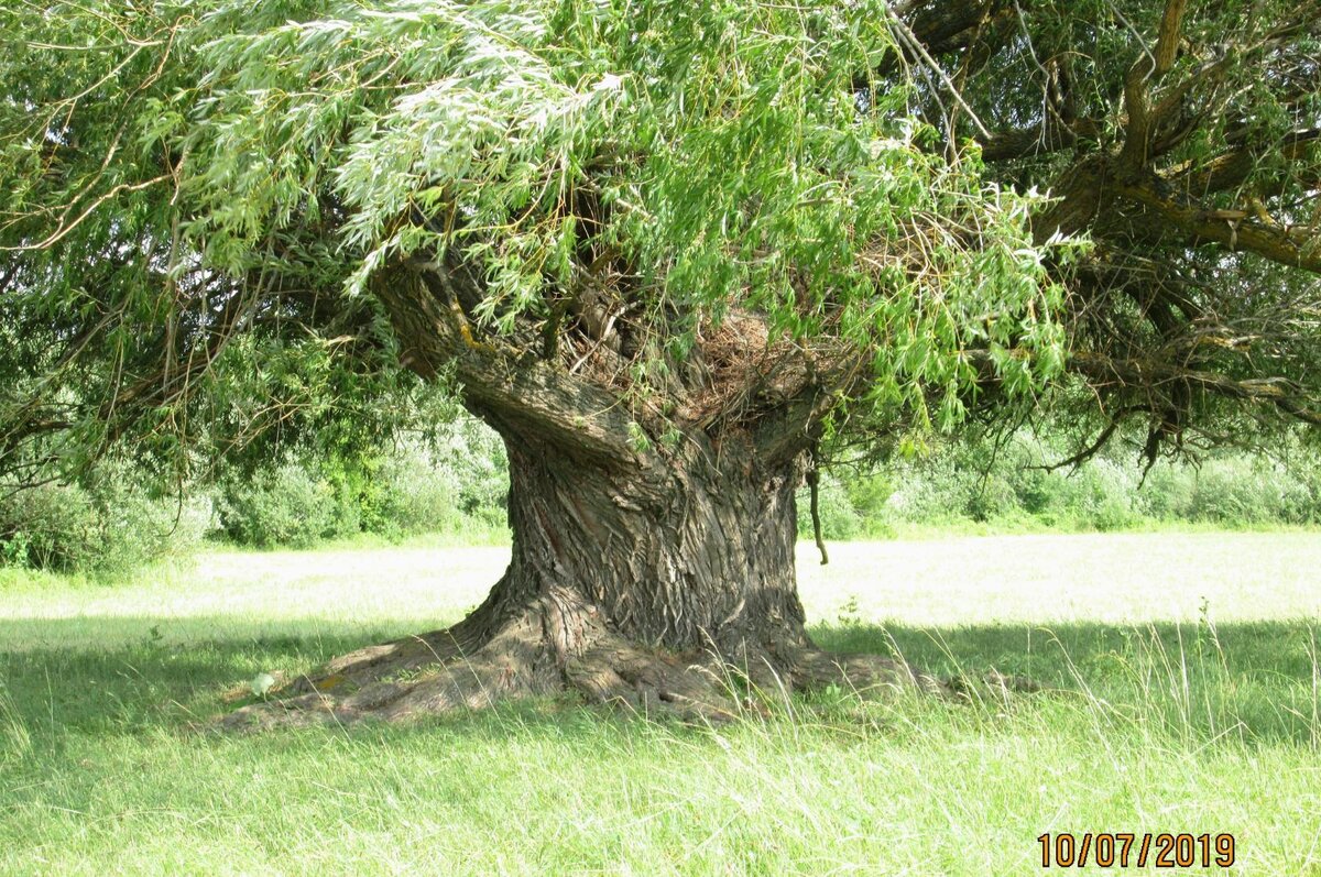 Верба.  хутор  Яблочный  Иловлинского р-на Волгоградской обл. (фото моё)