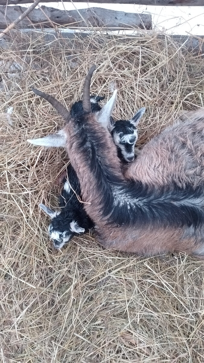 Жардин с козочками