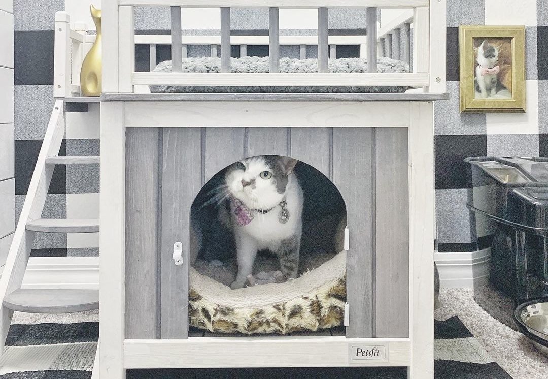     «Хочу быть на её месте»: хозяева построили кошке потрясающий дом в доме