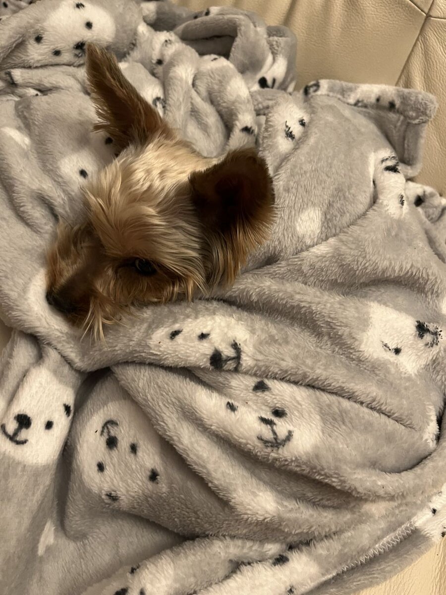 Грустный зверь(