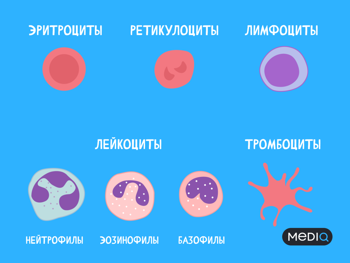 Причины повышенных лейкоцитов в крови у мужчин, женщин, во время беременности