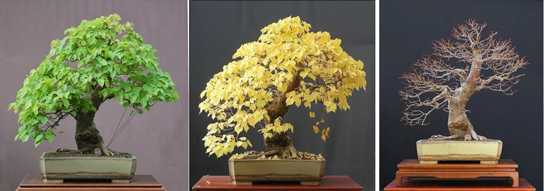 Высота 90 см, возраст около 50 лет, керамика Дерека Аспиналла (Derek Aspinal). 
Источник: http://walter-pall-bonsai.blogspot.com/
