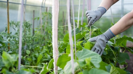    Агроном дал советы, как правильно формировать плети огурцов в теплице Ирина Петрова