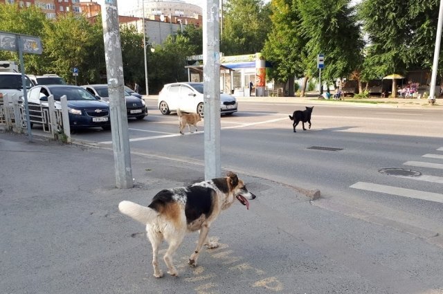   Как проходить мимо любой собаки, чтобы не укусила?