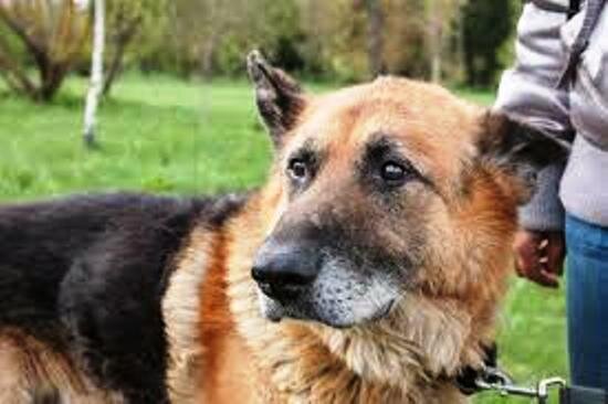 И Рекс ещё долго провожал взглядом быстро бегущих людей и их собак...