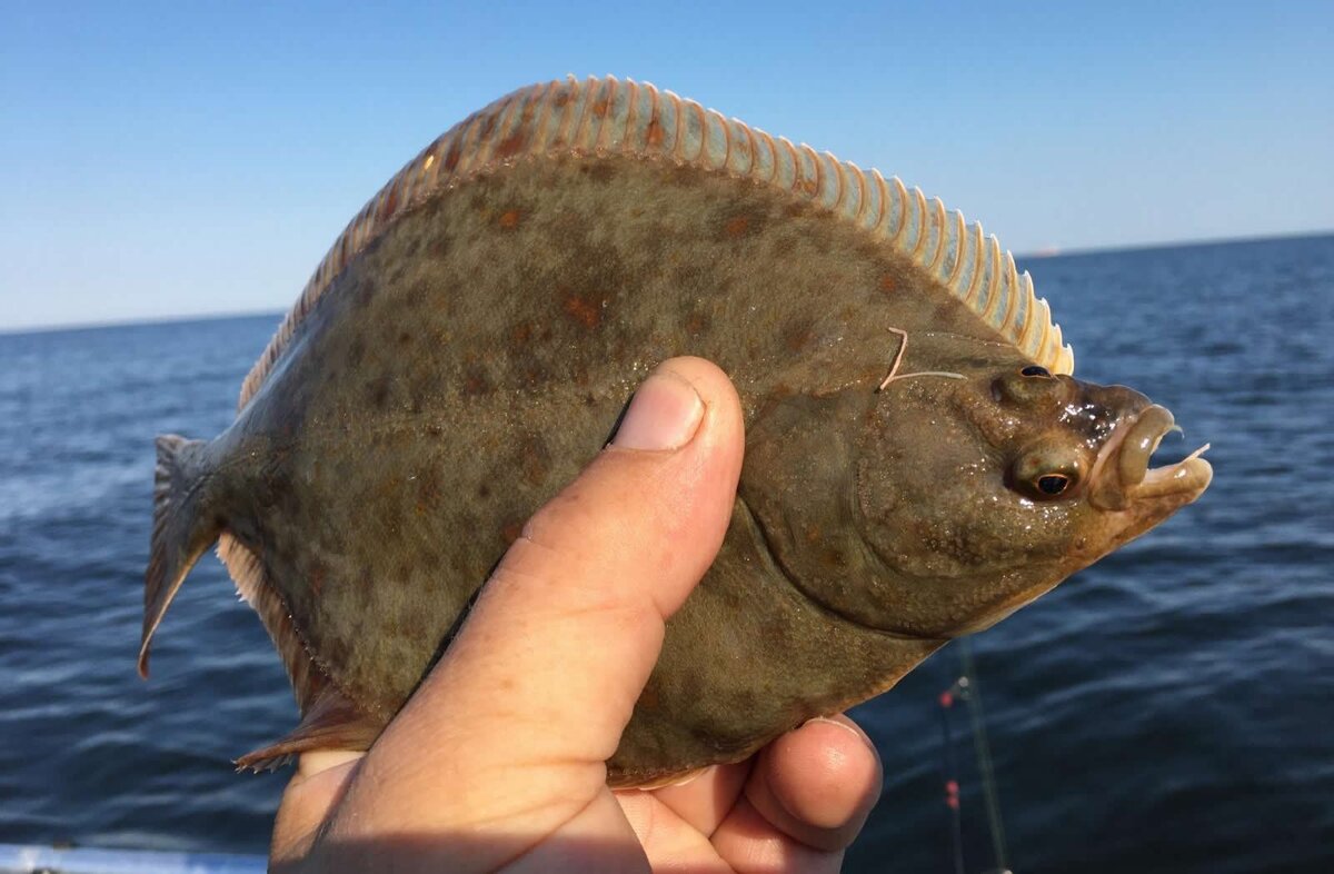 кто водится в азовском море