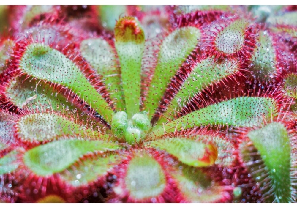 Очаровательная Росянка