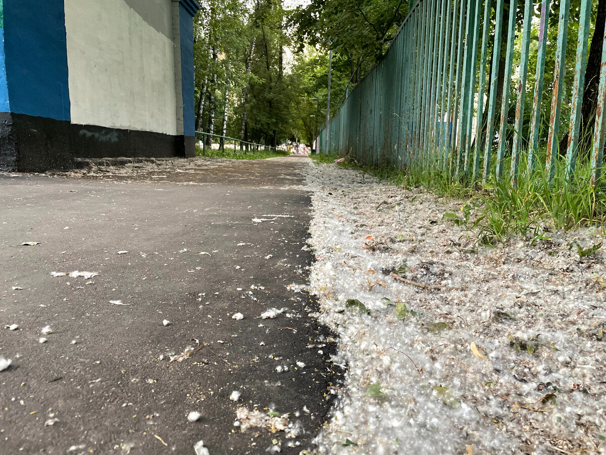 Кстати, тополиный пух отлично горит. Так что и в плане пожарной безопасности - это не лучший вариант. Фото автора