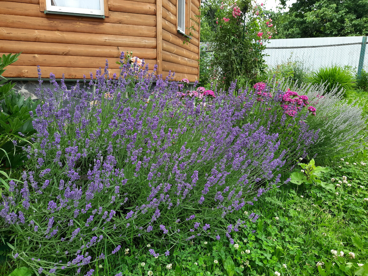 Немного умиротворяющих фото с нашей дачи