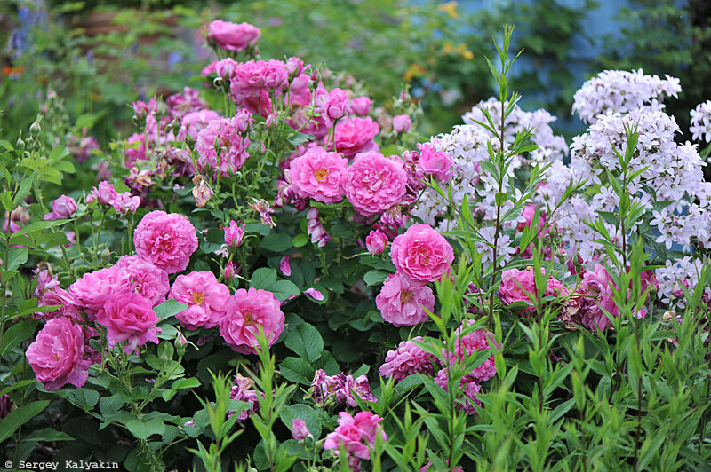 Роза Wild Edric и колокольчие молочноцветковый Loddon Anna