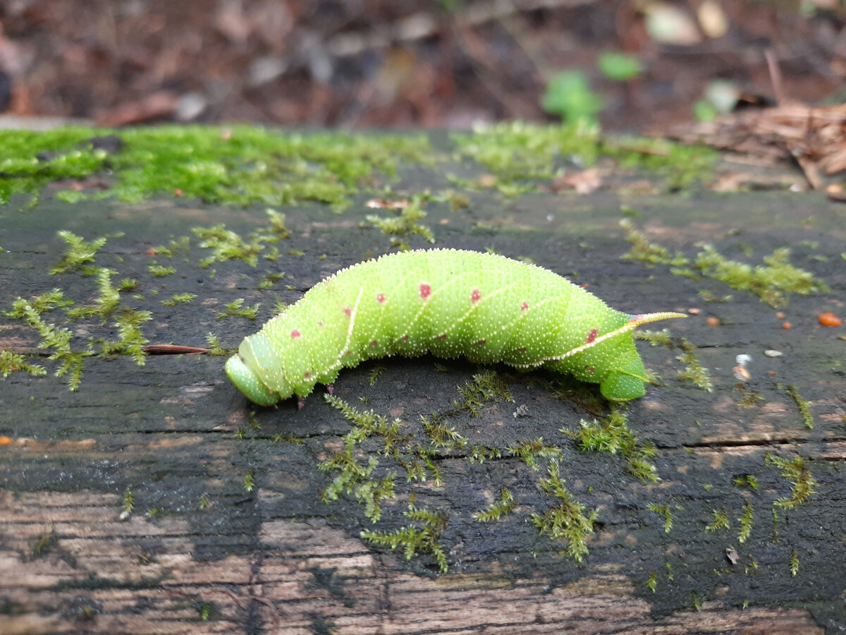 С какой скоростью ползет гусеница. Pieris rapae гусеница. Репная Белянка гусеница. Гусеницы бабочки Репной белянки. Личинка репницы.