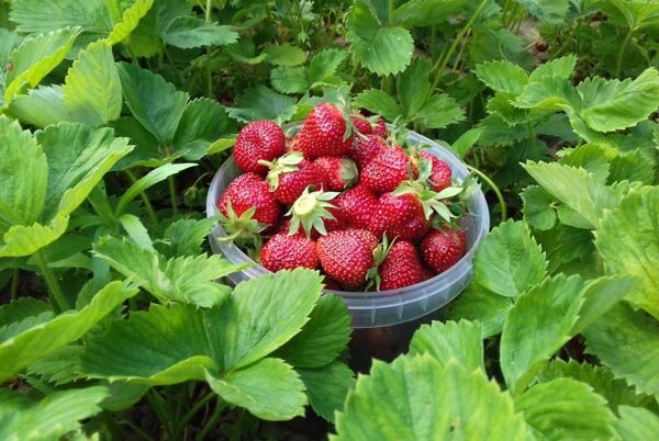 Что делать с кустами клубники после сбора урожая? Ссылка на фото https://bitly.su/fgNsfJDL.