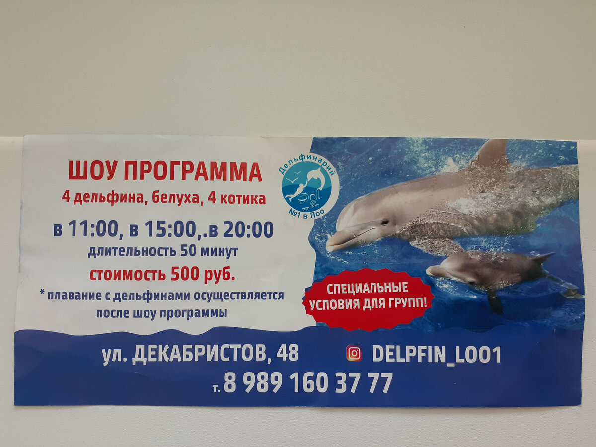 Расписание дельфинария. Дельфинарий Нижний Новгород. Дельфинарий Екатеринбург