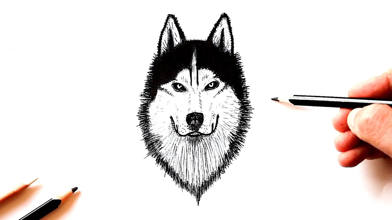 Как нарисовать голову волка?