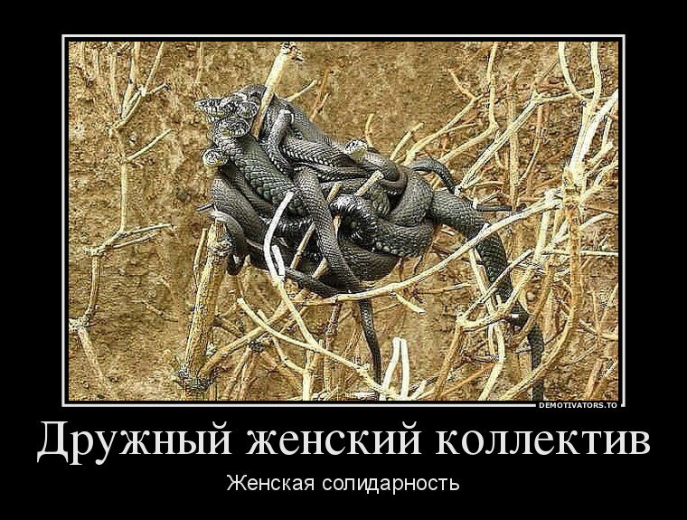 Нет ничего ядовитей на свете чем дружный женский коллектив картинка