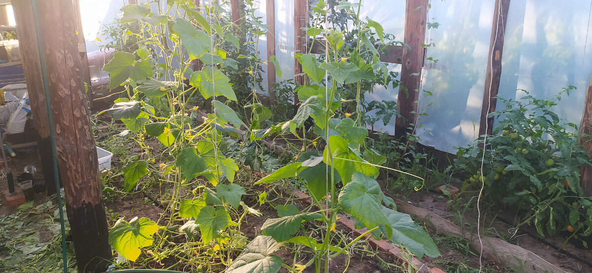 Выращивание огурцов с опусканием плети.