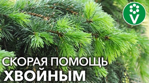 ПОЧЕМУ ЖЕЛТЕЮТ ТУИ, ЕЛИ, МОЖЖЕВЕЛЬНИКИ ВЕСНОЙ? Уход за хвойными после зимы