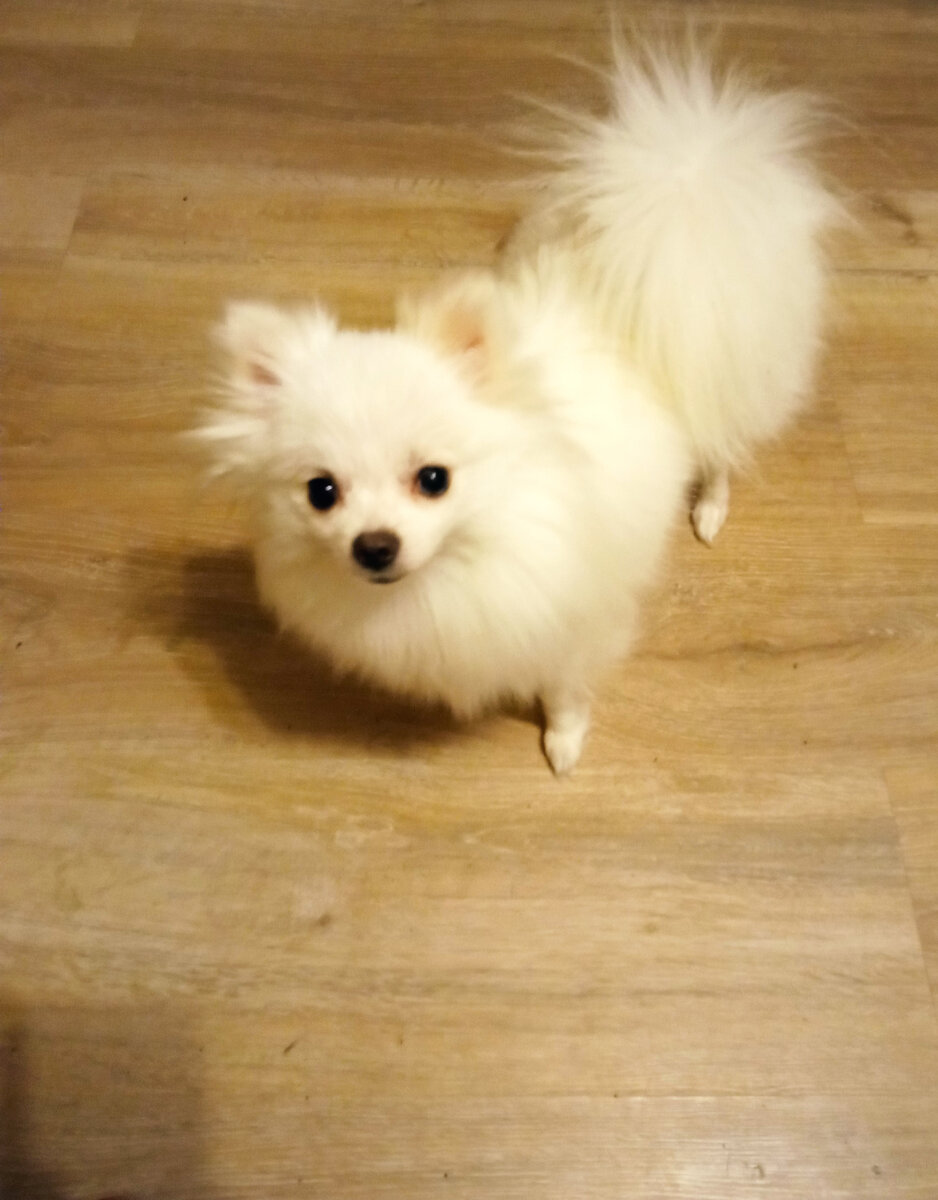 Это Малинка. Чудесный шпиц, который очень любит лизаться, играть и гулять. Я еще в дрессировщика играю: уже понимает команду "Сидеть!"