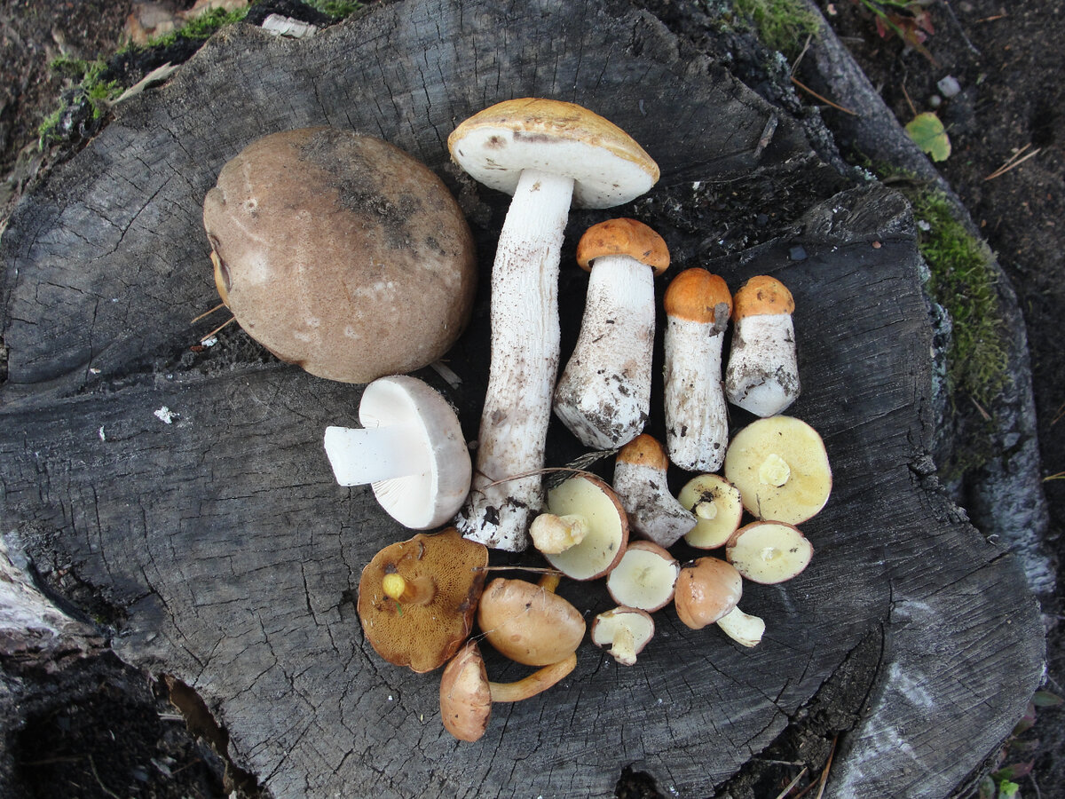 Фото Старого Солдата 07.08.2021