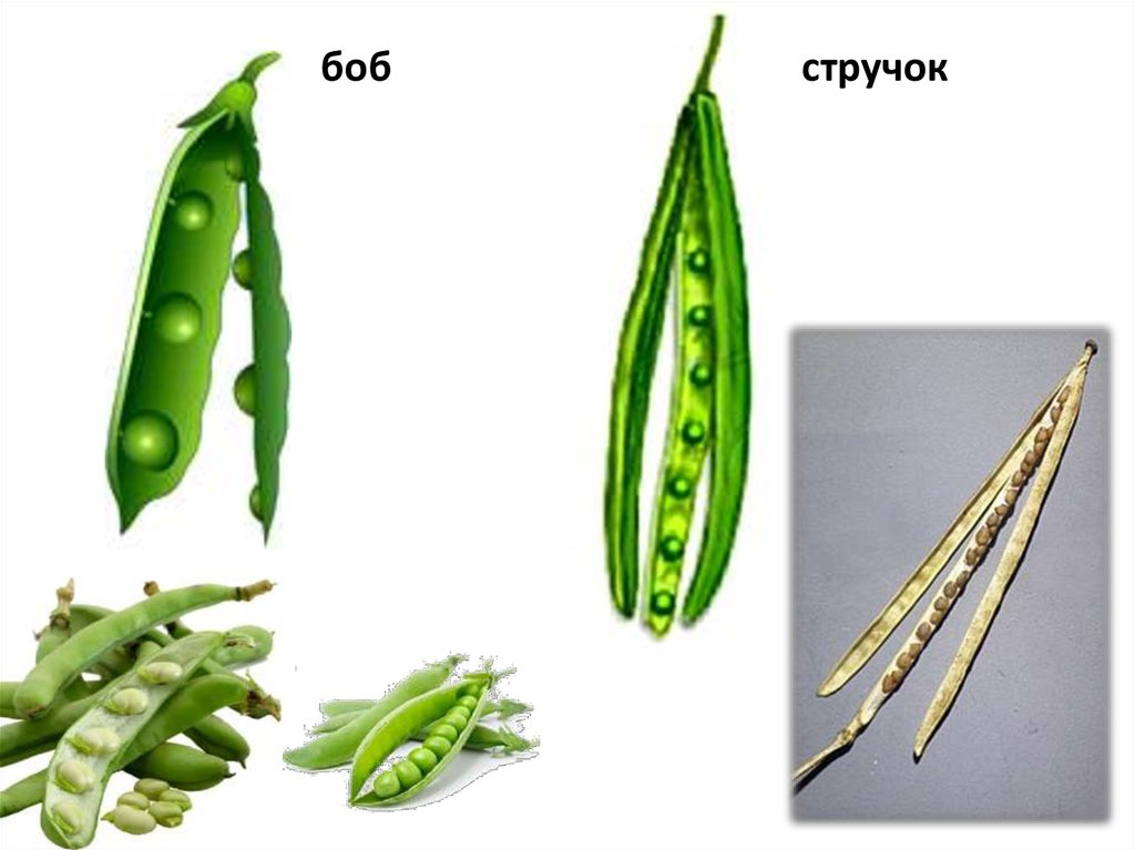 Схема плода стручок