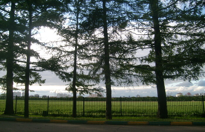 Лиственничная аллея в Москве. Фото автора 