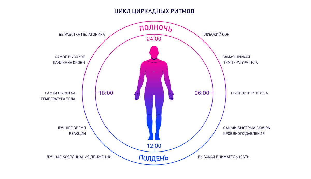 Общая картинка биологических процессов, которые сменяют друг друга в течение дня