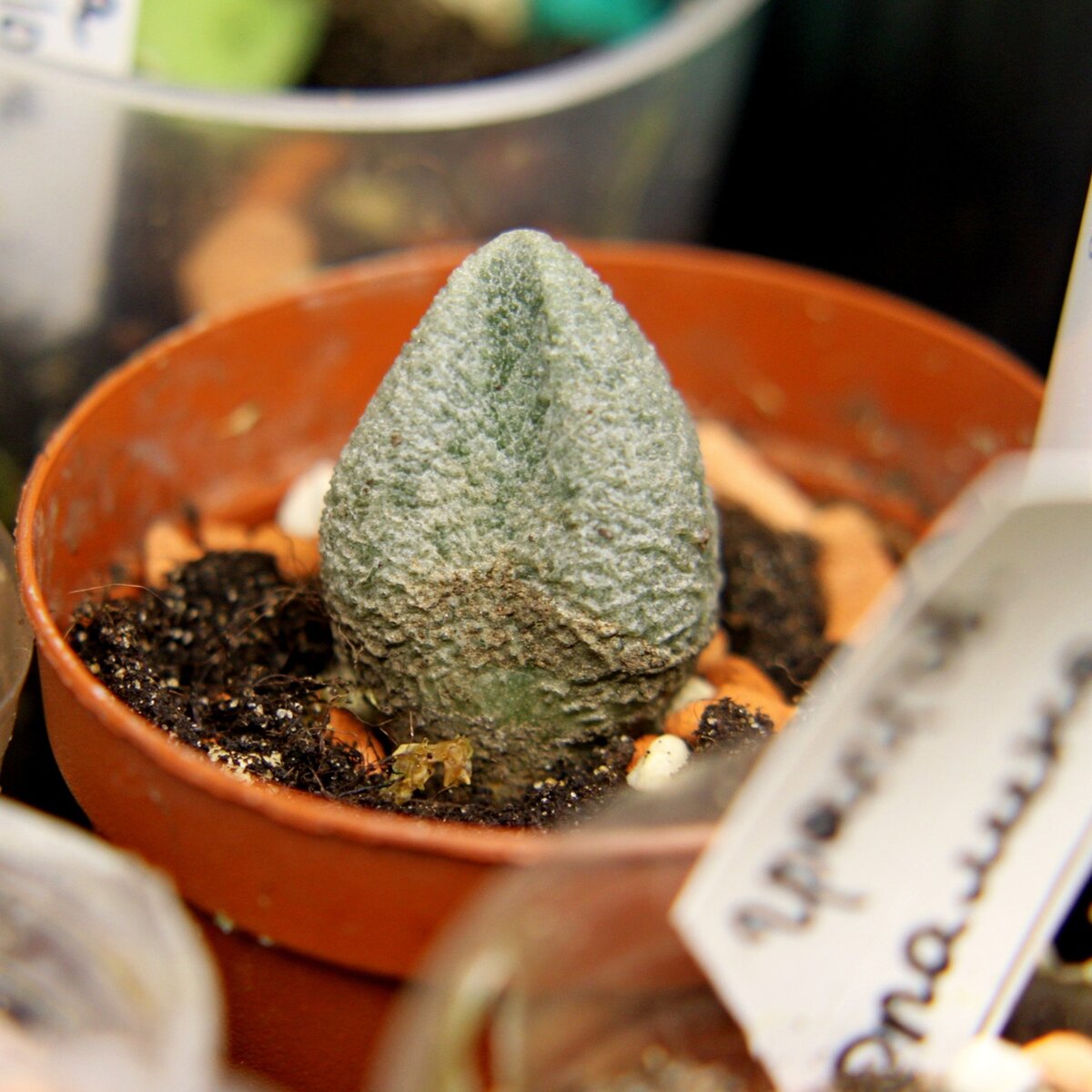 Лист Adromischus marianae f. alveolatus. Фото автора