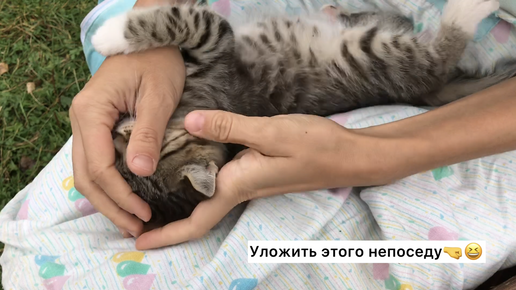 Котёнка укусил клещ. Пытаюсь вытащить клеща с помощью подручных средств