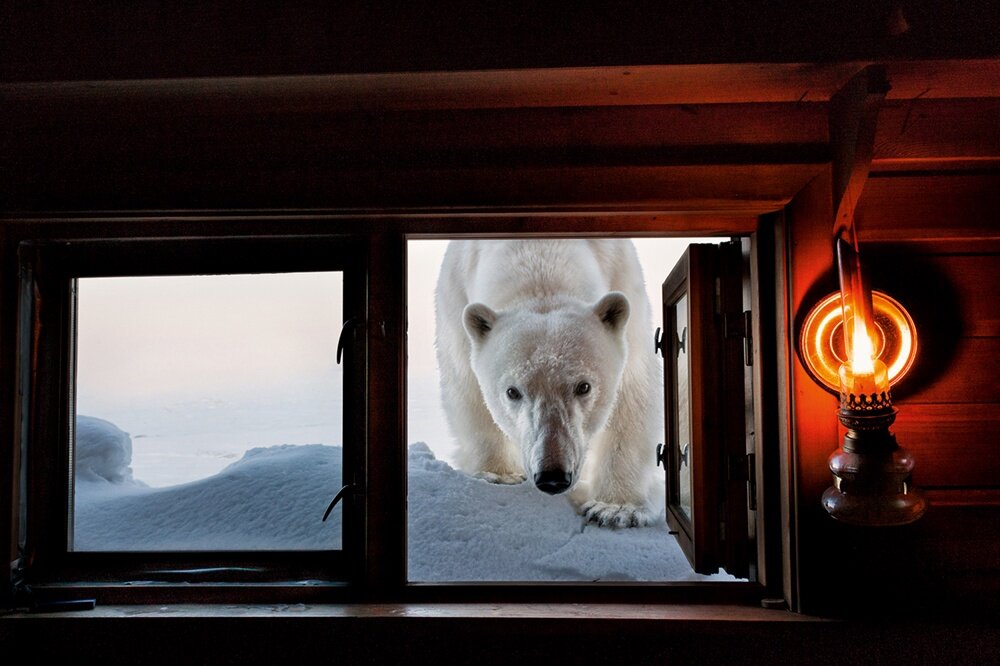 В 2007 году наш любимый фотограф Пол Никлен занимался съёмкой диких животных Шпицбергена (Норвегия).