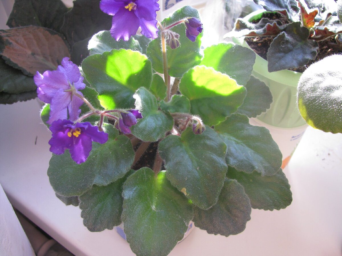 Первое цветение омоложенной фиалки. Фото из архива автора.