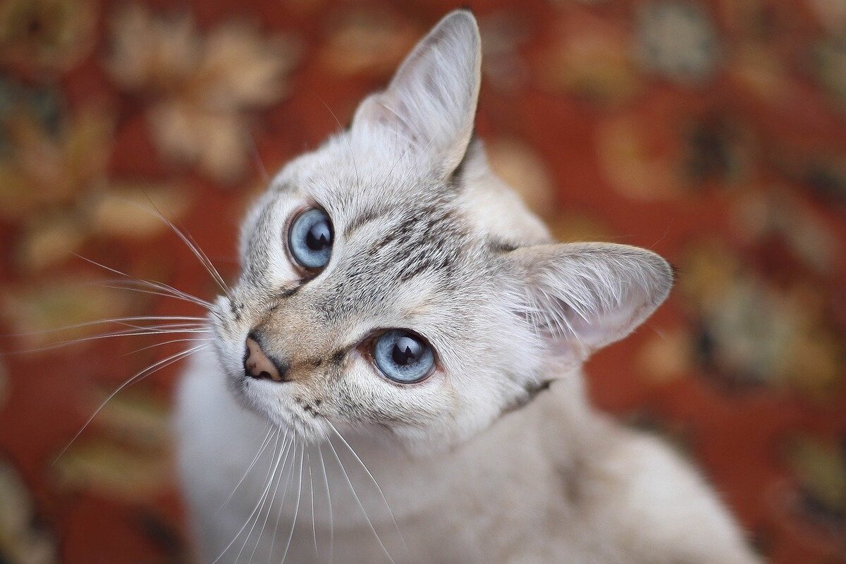 Породы котов с голубыми глазами. Порода кошек Охос азулес. Охар Азалес порода кошек. Порода кошек Охи. Озулес. ОХО сазулец порода кошек.