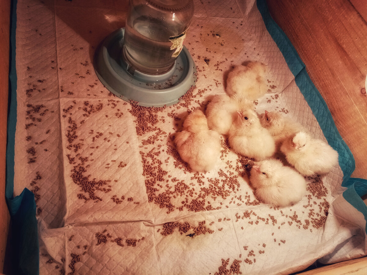 Перенесли в "ясли"