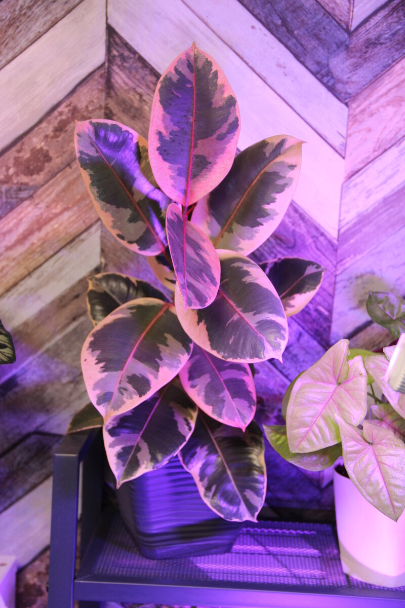 Авторское фото.