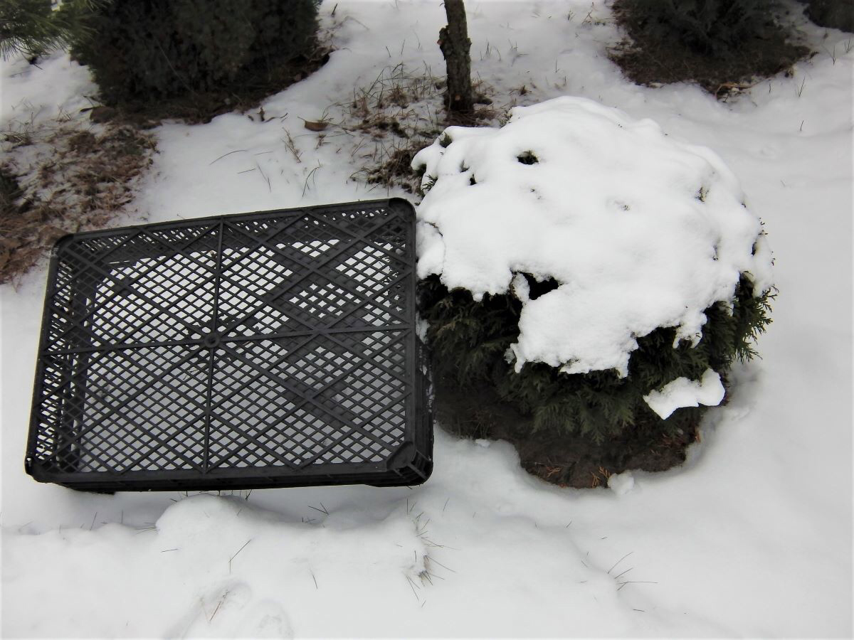 Как защитить хвойные от снега и весеннего обгорания. Фото автора