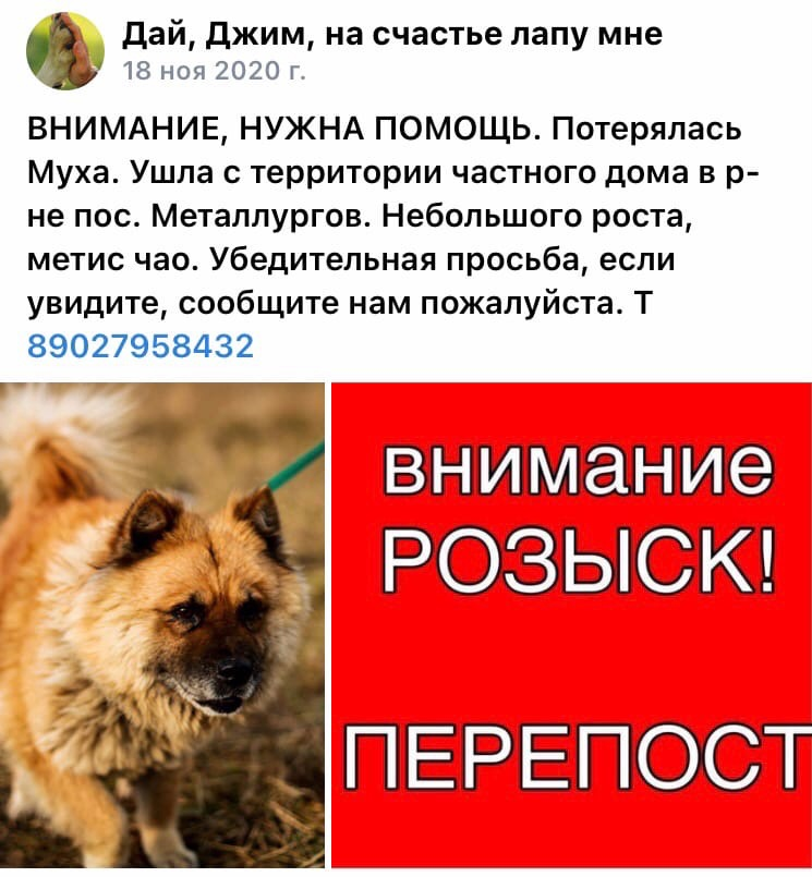 Для Мухи нашли новую семью, но через три дня она сбежала из нового дома. Только через несколько дней удалось ее найти на пепелище ее старого дома