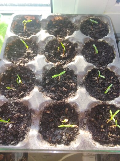 туи росли под фитолампой