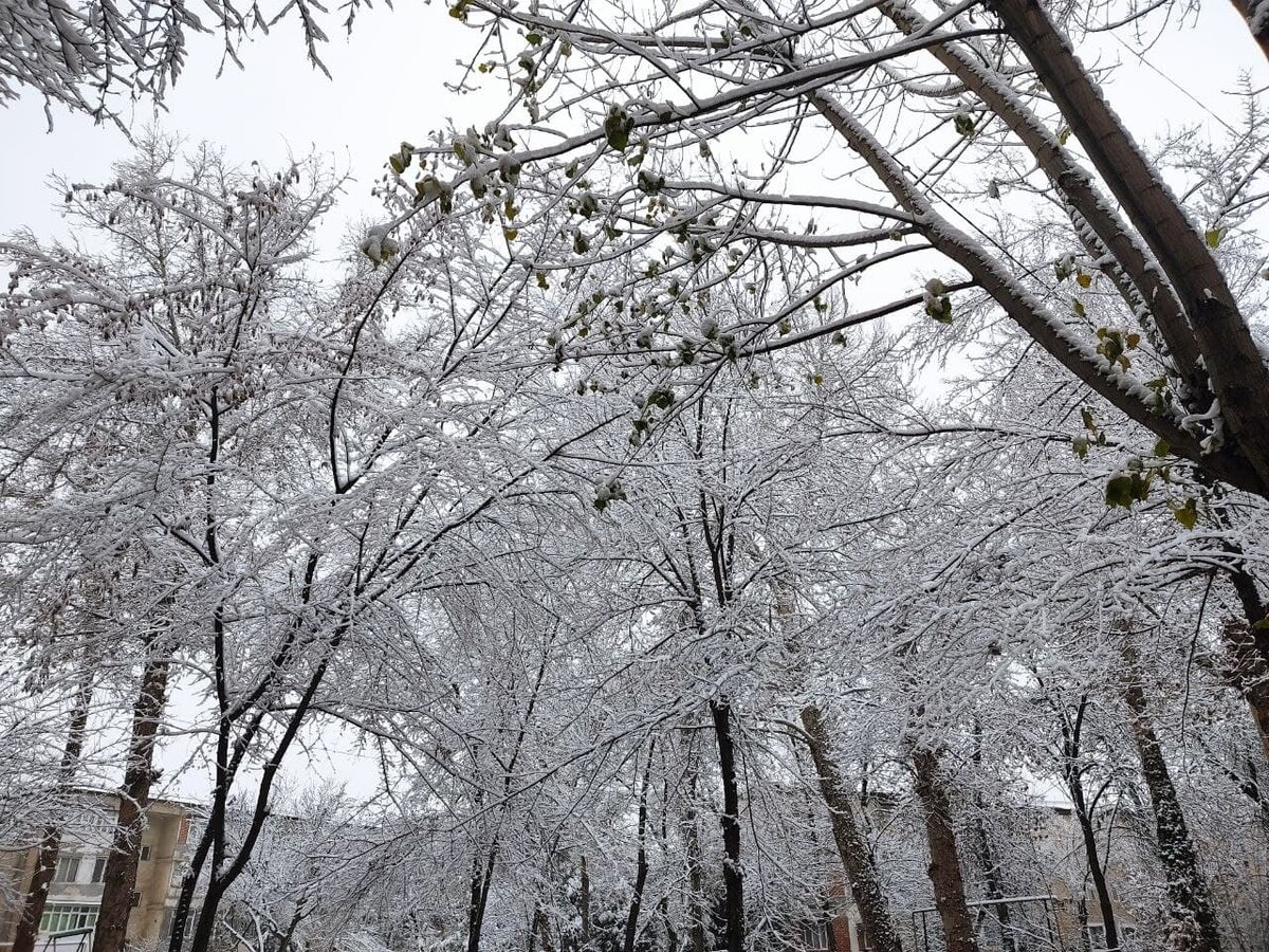 Первый снег в Ташкенте