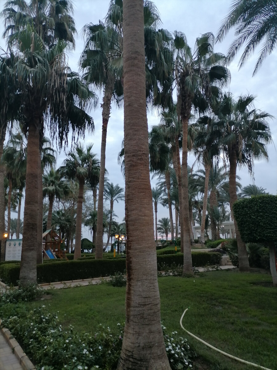 Пальмы в отеле