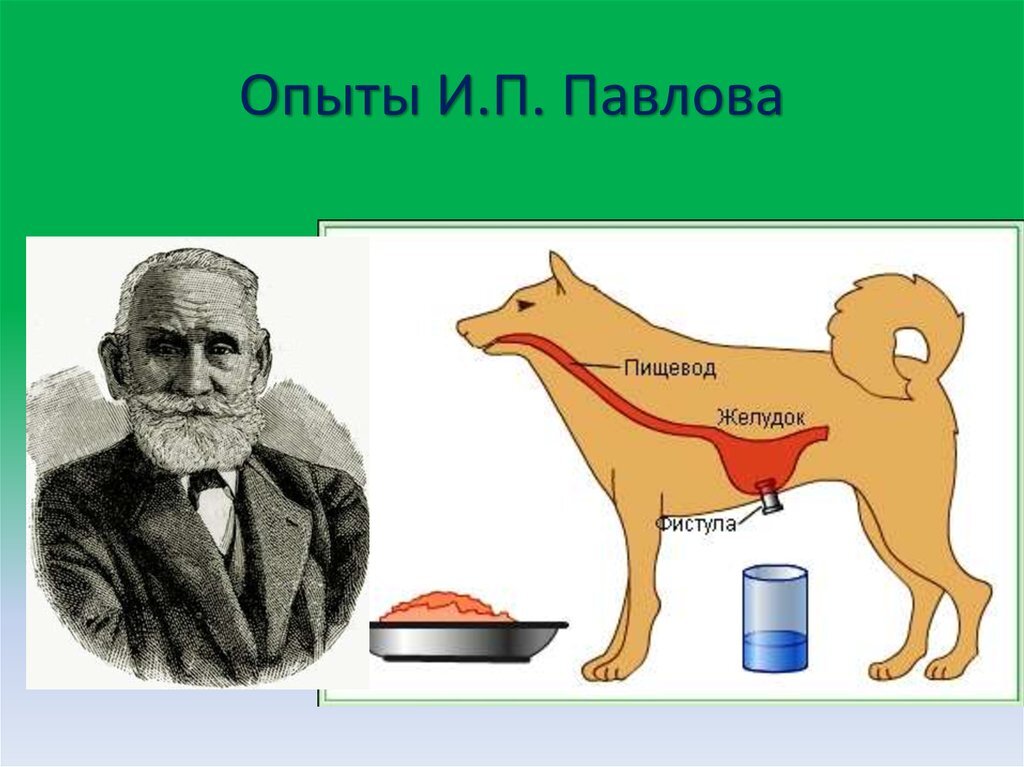 На рисунке изображена собака и одна из многочисленных установок которыми пользовался и п павлов