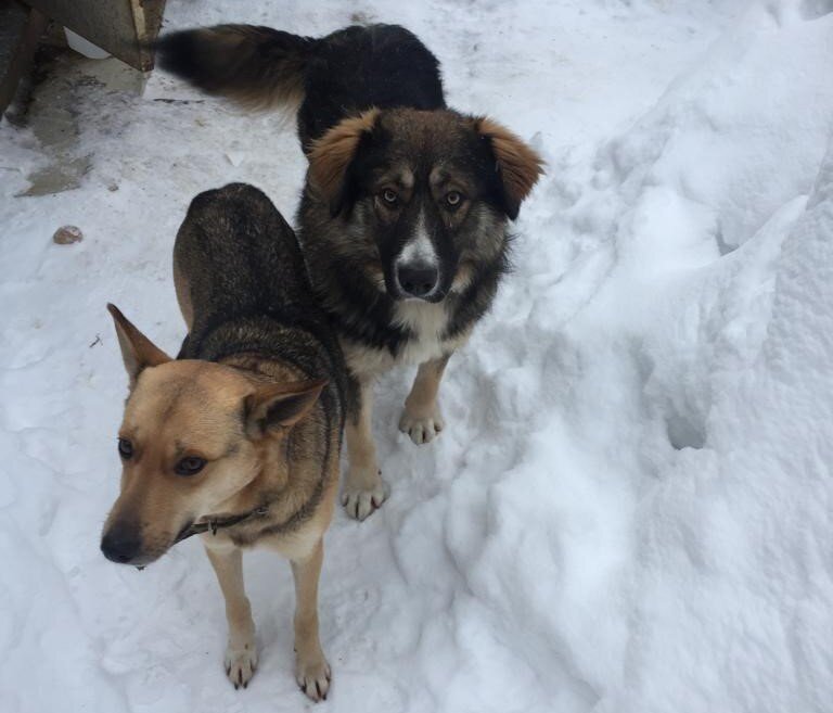 Чара и Пушок! Мать и сын, оба нуждаются в нашей с Вами помощи