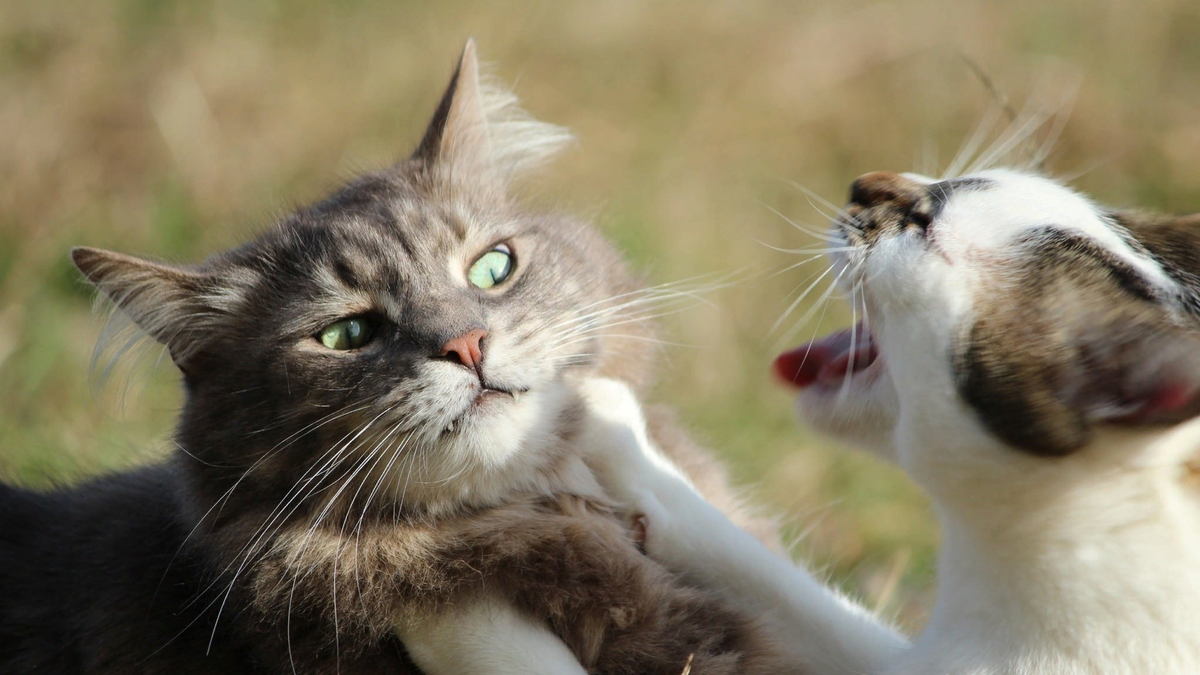 🐱Как различить — играют кошки или дерутся | Нос, хвост, лапы | Дзен