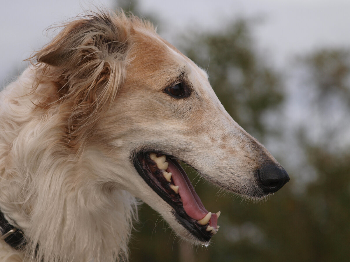 Русская псовая борзая (Фото: https://www.flickr.com/photos/goffen/2821885799/in/pool-borzoi/)