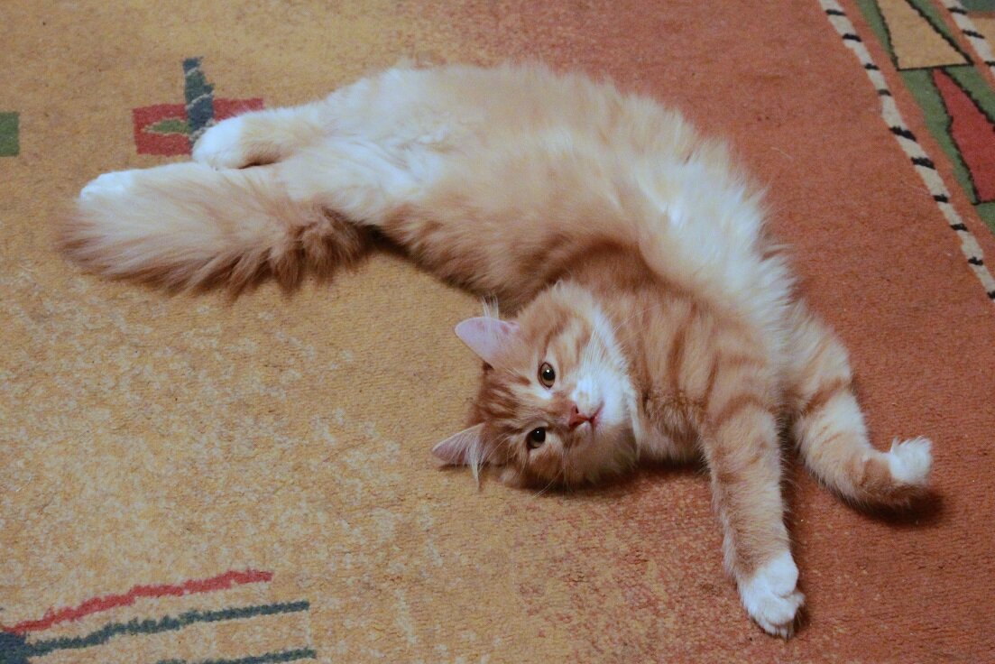 Беша. Фото автора